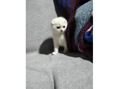 20 şubat doğumlu scottish fold yavrular