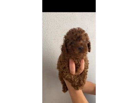 Oyuncu poodle bebeğim ailesini bekliyor