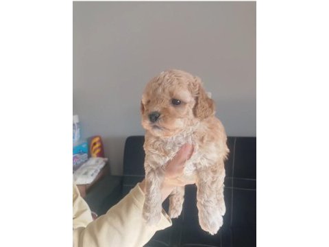Maltipoo bebeklerimiz