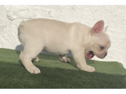 Blue tan platinum anatomi harikası egzotik french bulldog