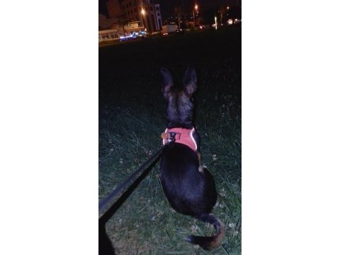 Şivava köpeğimiz mila ya güzel bir yuva