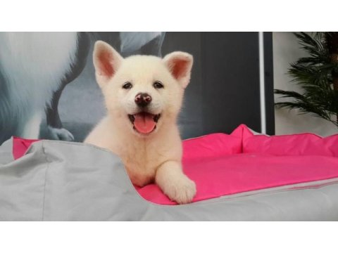 En özel akita yavruları