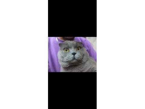 3 yaşında scottish fold