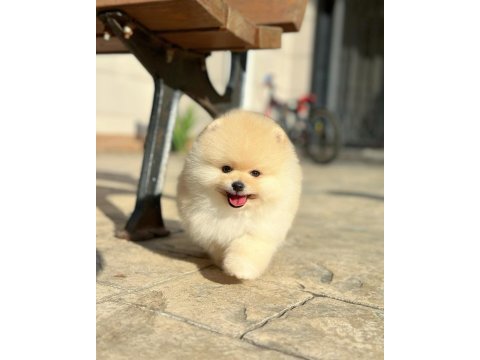 Pomeranian boo yavrumuz “carlos”