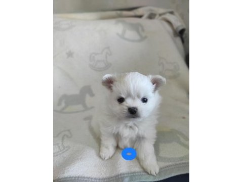 Çiftlik üretimi değil pomeranian bebeklerimiz yuva arıyor