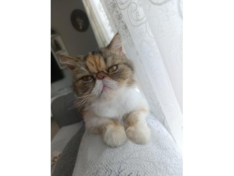 Güzel pamuklarım