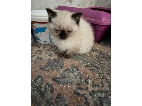 Anne baba saf çok güzel yavrular