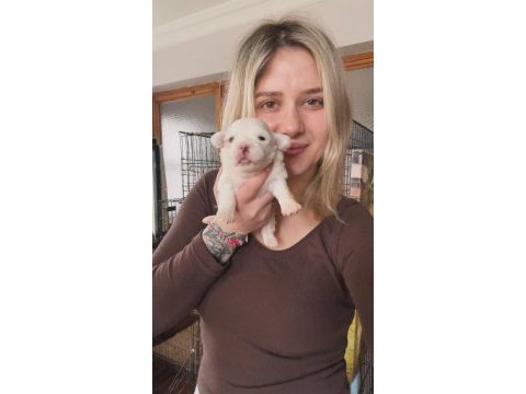 Maltese köpeği yavrularımız