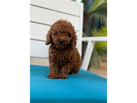 Fotoğraftan daha güzel poodle yavrular