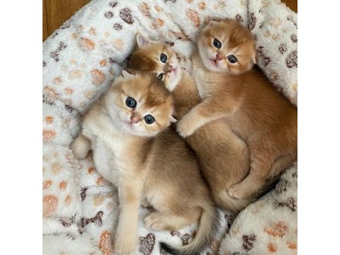 Golden british shorthair