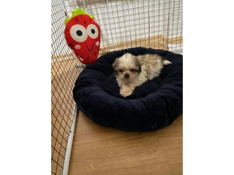 Shih tzu bebekler