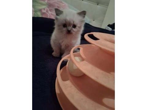 Scottish fold ve scottish straigt yavrularım
