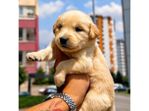 Safkan golden retriever yavruları