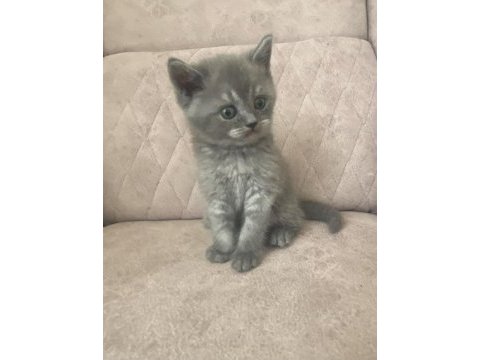 Birbirinden güzel scottish fold bebeklerim
