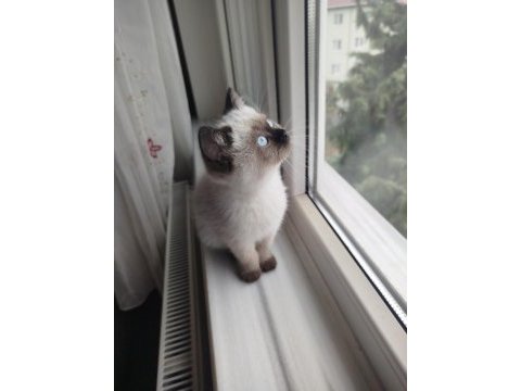 Colorpoint shorthair erkek uyguna