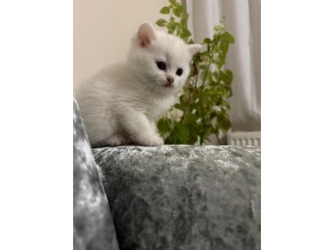 British shorthair erkek 2 aylık
