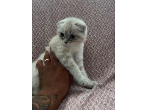 Scottish fold yavrular ırk sağlık garantili
