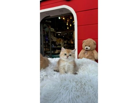 Rezerveye uygun british shorthair yavrular