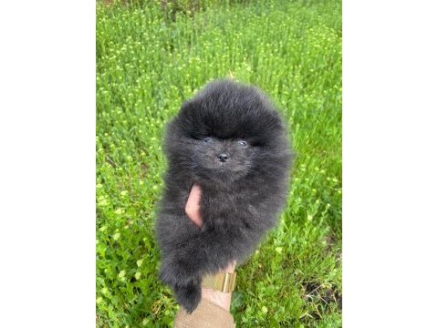 Farklı olmayı sevenlere siyah pomeranian boo dişi yavru