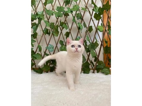 Golden ny1233 dişi british shorthair