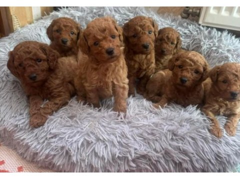 Kg garantili toy poodle yavrularımız