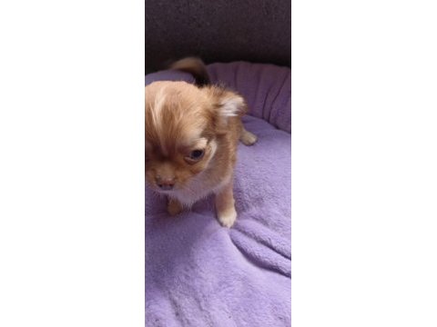 Chihuahua (şivava) yavrular