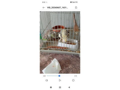 Yavru sultan papağanlar