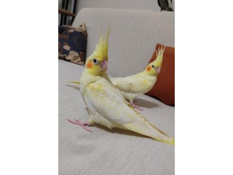 Yavru sultan papağanımız ele alışkın