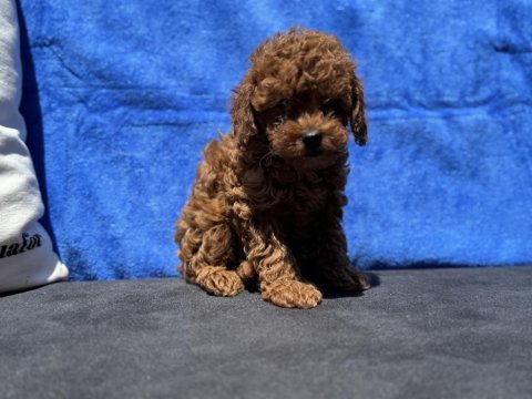 Ankaranın en güzel kore toy poodle yavruları