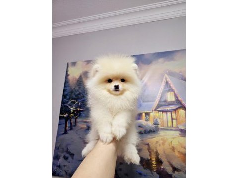 Pomeranian boo bebekler