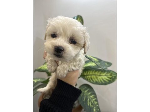 0 numara maltese terrier