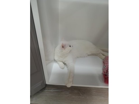 Kısır kedimiz 3 yaşında ücretsiz
