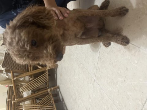 Sevimli ve oyuncu poodle aris