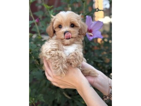 Safkan maltipoo bebeklerim
