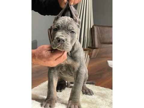 Dev cane corso a kalite yavrularımız