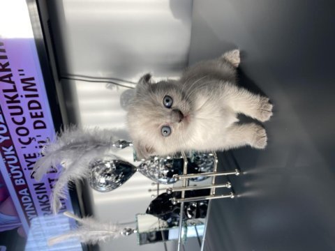 13 şubat doğumlu dişi ve erkek scottish fold