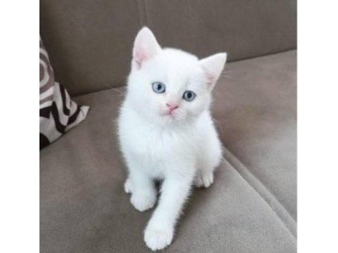 Orjinal safkan british shorthair yavrular
