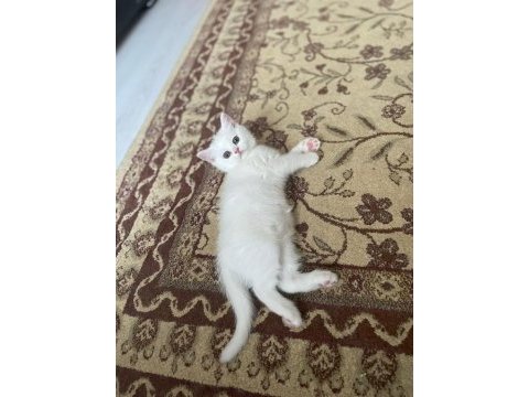 Acil uygun puanlı dişi british shorthair yavru
