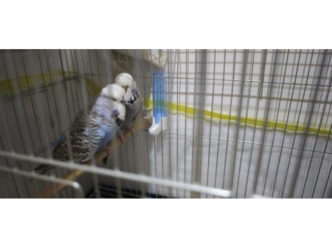 Show jumbo damızlık takım bileklikli muhabbet kuşu
