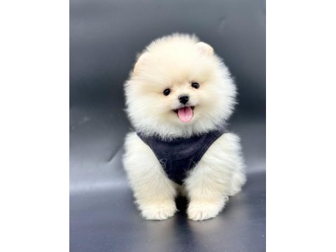 Sevimli pomeranian boo yavrularımız