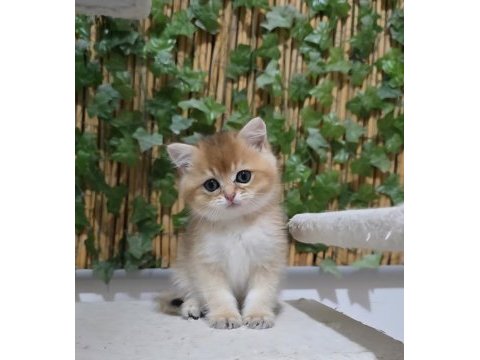 Üst kalite erkek british shorthair yavru