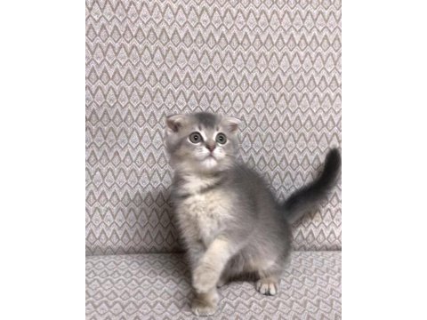 Top kafa scottish fold 2 aylık kardeşler