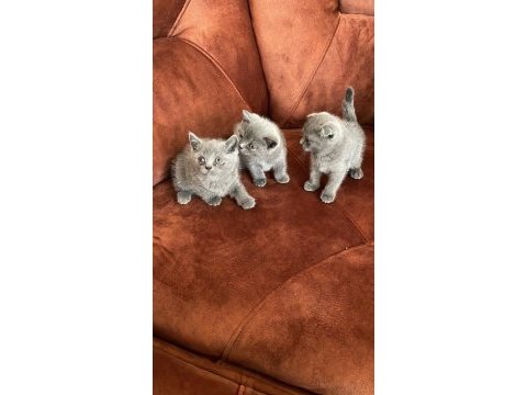 2 aylık 3 adet dişi britishshorthair