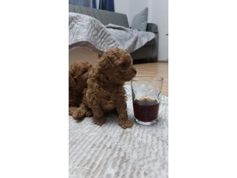Toy poodle yavrularımız sahiplendirilecek