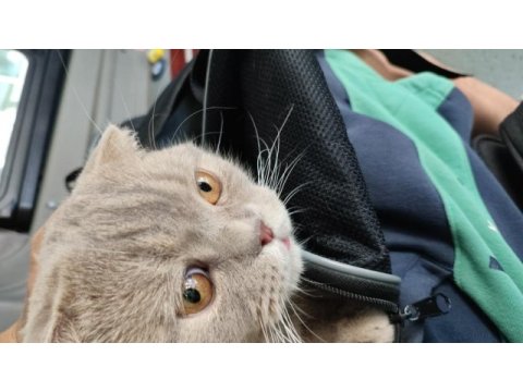 Scottish fold erkek kedimiz