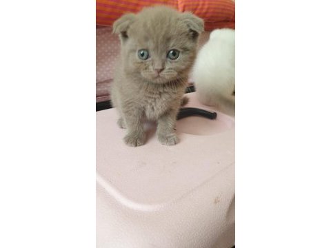Blue point british longhair