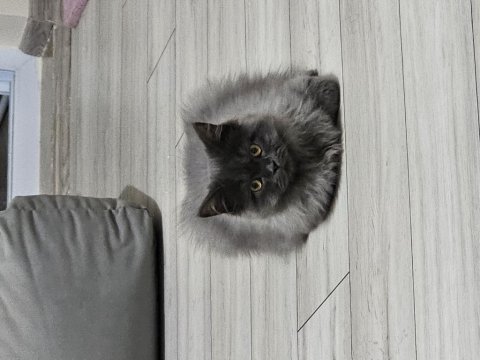 4 aylik erkek british longhair kendisi gibi ismi de yumak