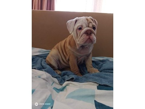 Özel renk egzotik ingiliz bulldog yavrumuz