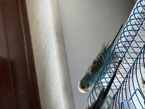 Yeni yeme düşmüş yavru muhabbet kuşları