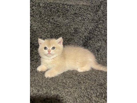 Anne baba şecereli blue golden ay12 dişi safkan british